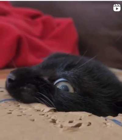 careful, very dangerous beast