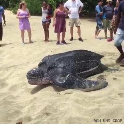Leatherback sea turtle