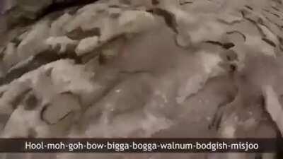 walnum bogdish misdju