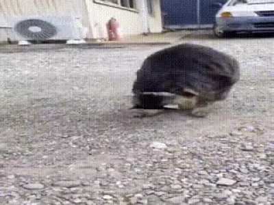 Wunk thinks he sonic