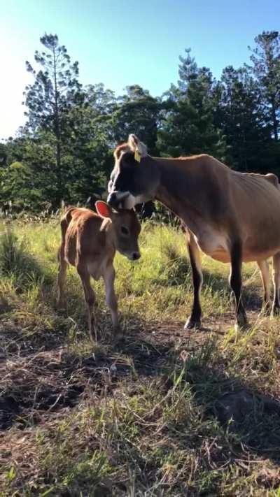 Zoe taking care of her baby at Sugarshine Farm Sanctuary