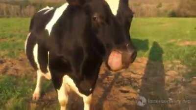 Big boye cow being a goof