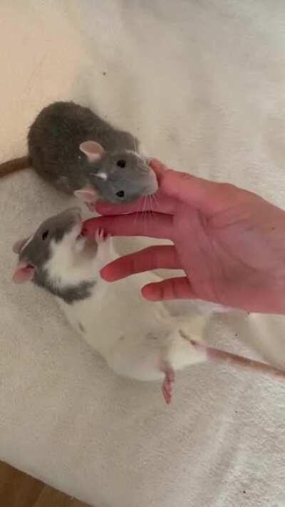 Favourite way of getting my hands clean ✨