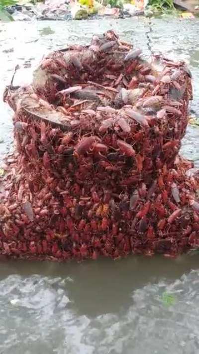 cursed_lobster_pool