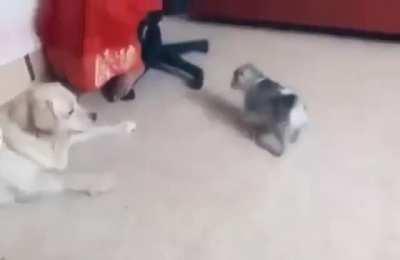 That's not a bark..Here, let me show you..