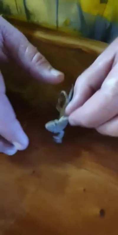 This little gecko fell into this guy's beer and drowned, but he managed to bring it back to life with CPR