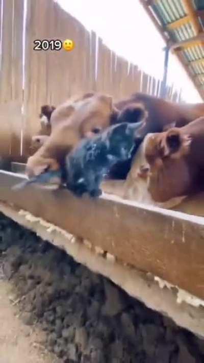 Not sure if animals are allowed but a cat chad for sure