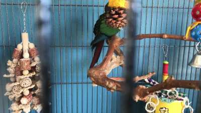 Is this tail bobbing? She also seems a little bit wobbly?