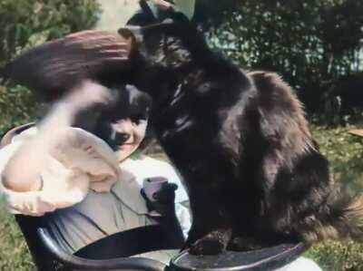 The world's first cat clip ever from 1899, 