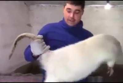 Miembro promedio del Reddit de Jujalag