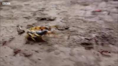 Driver ants are not a force to be trifled with.