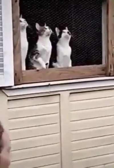 The most passionate audience 