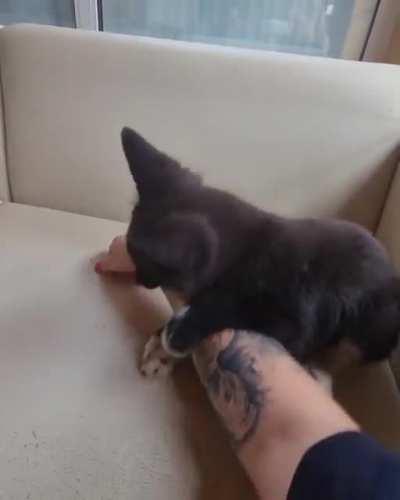 Attention! The brutal attack of fox on a person!))