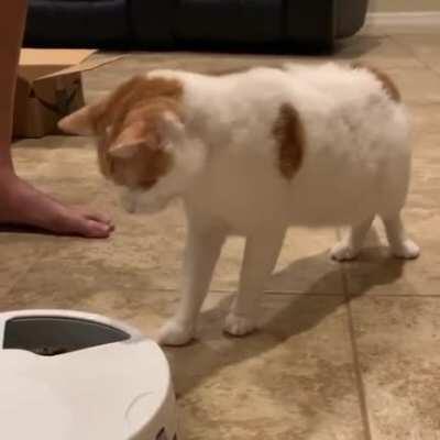 Cat is scared of their new feeder