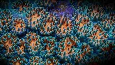 psychedelic colours of this coral reef