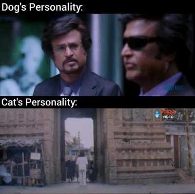 కుక్క vs. పిల్లి