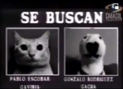 Se buscan