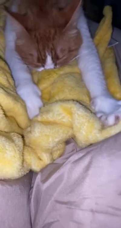 My adult cat is copying my kitten.. never seen this in my life. She’s never sucked on a blanket before or needed it like this until the kitten did it. I’ve had her almost 3 years