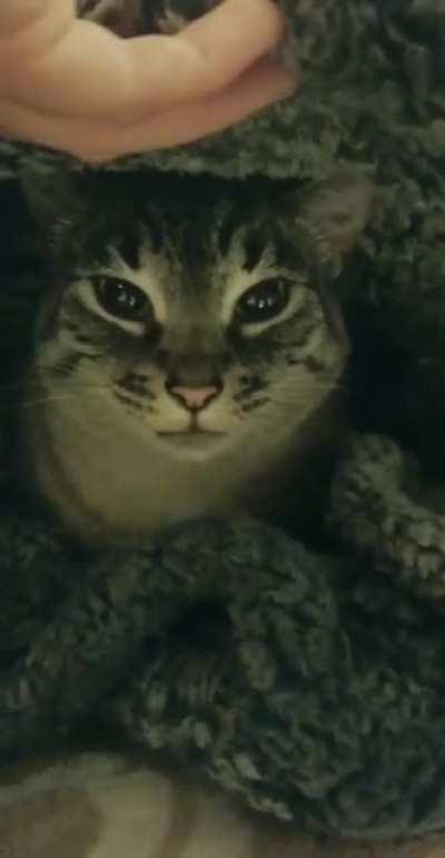 He loves his blanket cave