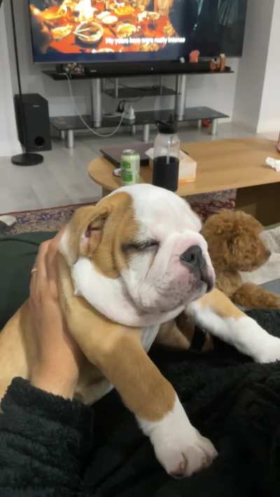 Sleep is not a problem for Momo