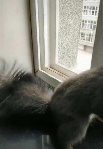 This little guy always bring dried seed to trade for some nuts