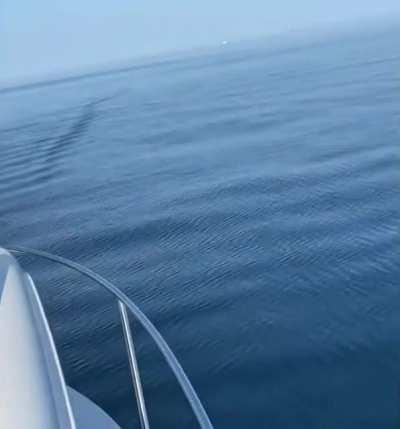 A friend of ours saying hello