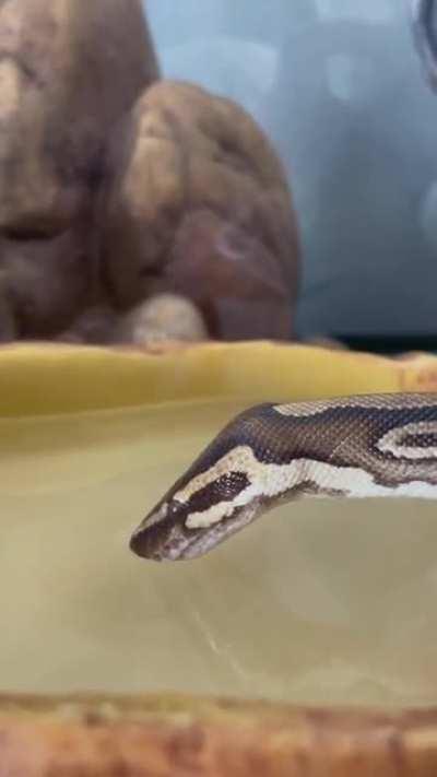 Snek thirsty