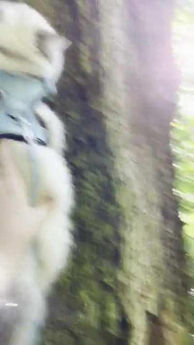 When Vincent sees a tree his instincts kick in and he goes 0-60 ☺️