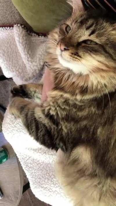 Air biscuits and squinty love eyes while I rub his chest🥺 We don’t deserve these sweet creatures