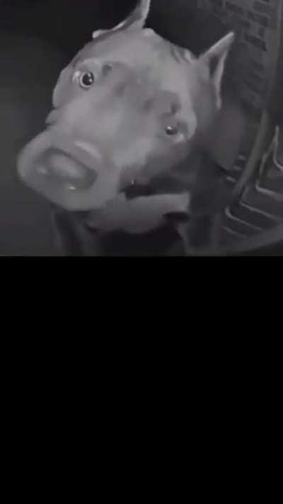 BeelcitosMemes - Video #0204