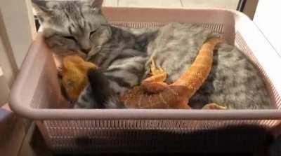 Here is such an unexpected friend.