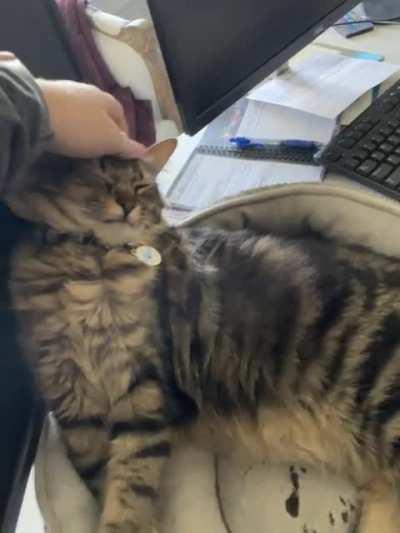 Cosmo's activation trills make me smile every time