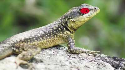 Mano vou morrer de rir velho