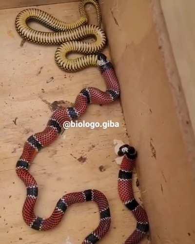 Snake throws up another snake