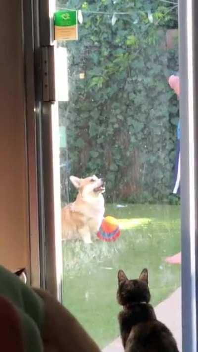 Behind the scenes of every pup picture..