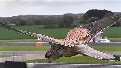 Eye On The Target: Falcon in Hunting Mode is Unaffected by Wind and Gravity