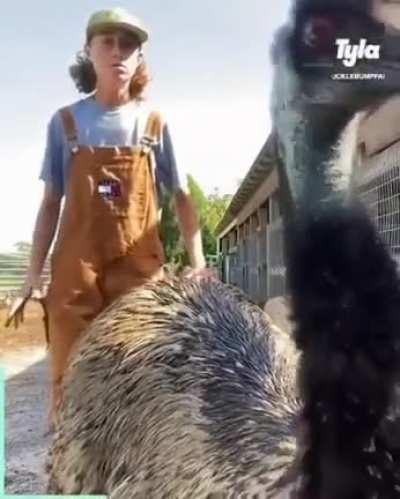 Emmanual! Don't do it man.