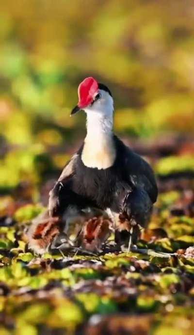 This Mighty Bird Deserves a Medal For Being Dad of The Year