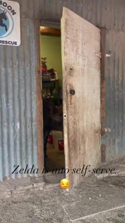 Zelda is 40 years old and she DOES NOT want your help! But she does want you to put a bowl of fancy senior feed in the feed room for her, please and thank you. @ Blue Moon Sanctuary in Texas