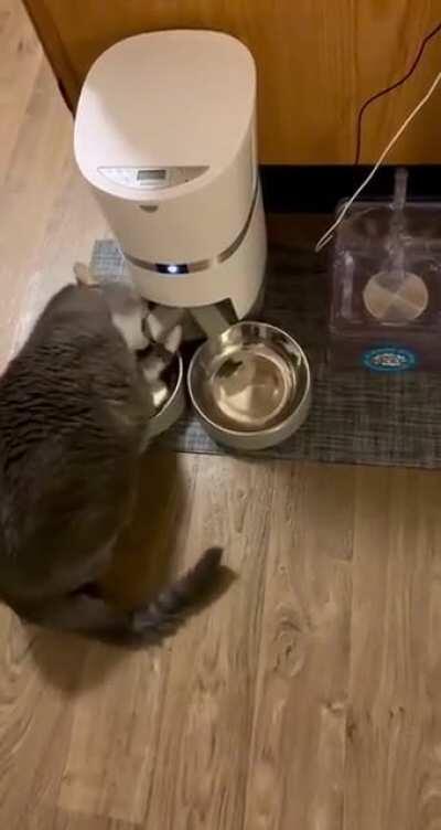 My chonk trying to figure out how the automatic feeder works.