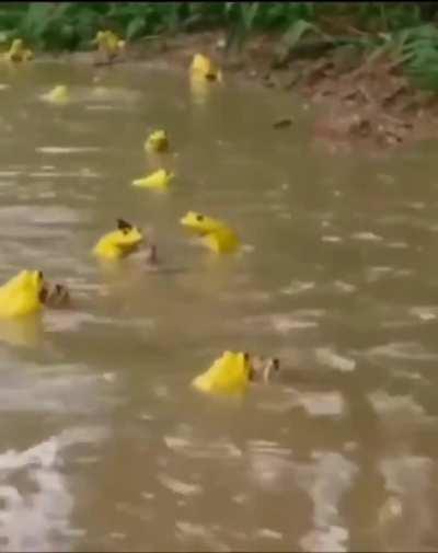 What are these guys ? - they are stunning frogs.