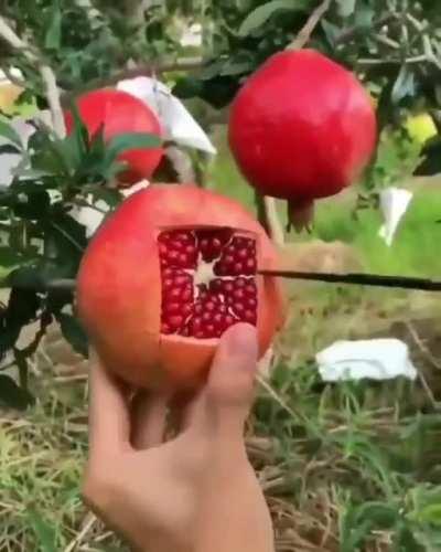 How to effectively slice a Pomegranate.