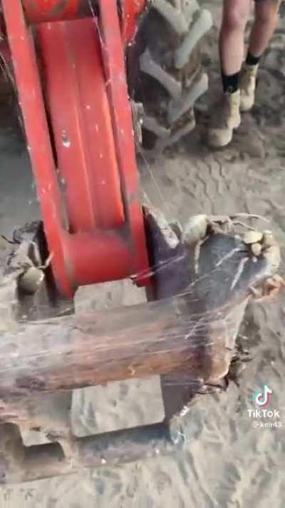 Awwstralian arachnids always amaze!