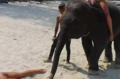 groped by Elephant