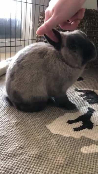 Bambino doing well 6 months after his leg amputation. One of my new jobs is scratching his ear. Check out the instinctive stump scratching and bleps 🥺