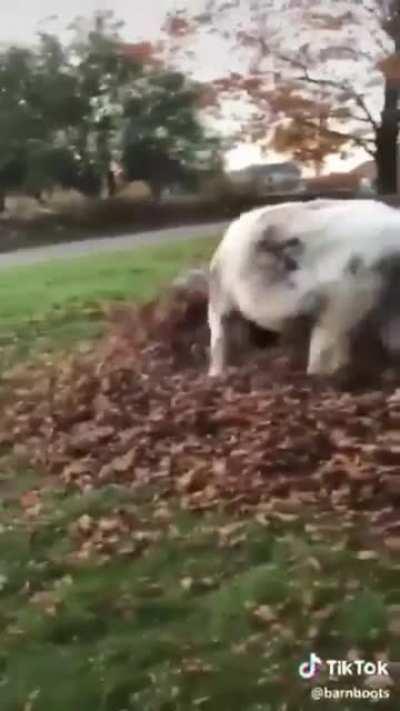 He's just a big doggo!