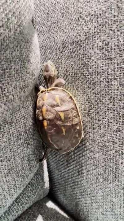 My new turtie wouldn't eat but keep doing ninja turtle training on the couch... How do I make him eat?