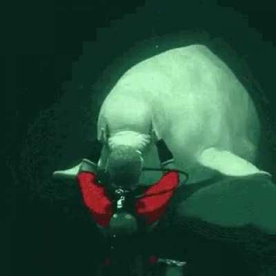 The Beluga Whale has squishy head and thought you should all know