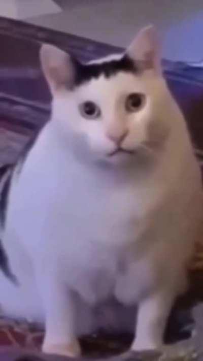 kotek muwi😮 ...glosem papieaż?? 🤯 😇 😍