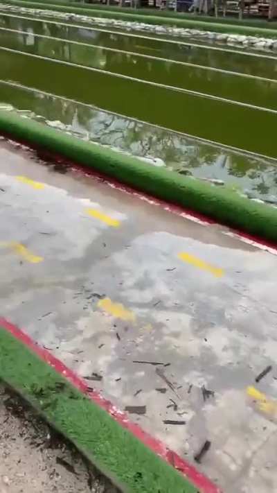 Macacos apostando corrida